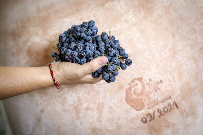 l'anfora e il vino un equilibrio armonico con la natura